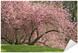 Cherry Blossom (400x400), Png Download