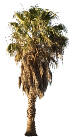 Desert Trees Png - Desert Palm Tree Png (260x480), Png Download