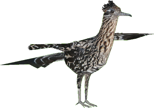 Greater Roadrunner - Zt2 Roadrunner (505x505), Png Download