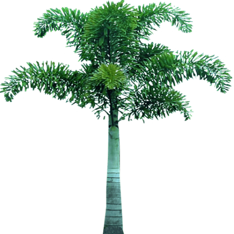 Free Png Palm Tree Png Images Transparent - Fox Tails Palm Png (480x480), Png Download