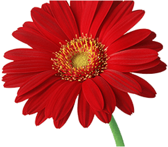 Gerbera - Transparent Background Daisies Png (400x400), Png Download