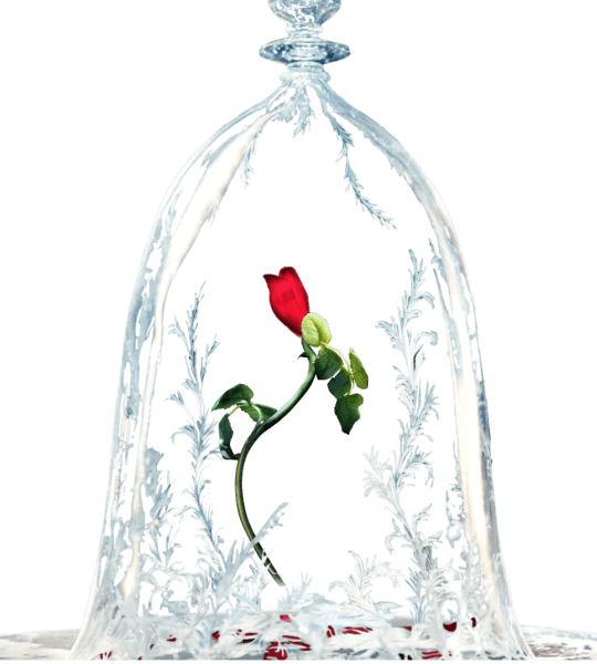 Website (540x600), Png Download
