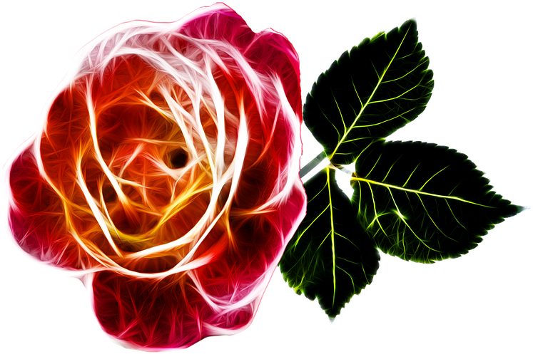 Rose-243630 960 - Ystävänpäivä Ruusu (960x693), Png Download