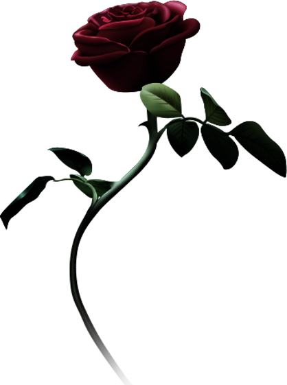 Beauty And The Beast Logo - Garden Roses (418x561), Png Download