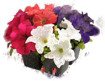 Flower Day Eastern Market - Petunia Ez Rider (341x278), Png Download