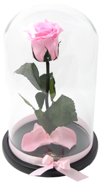 This Rose Is Inspired In The Movie Beauty And The Beast - Garden Roses (498x498), Png Download