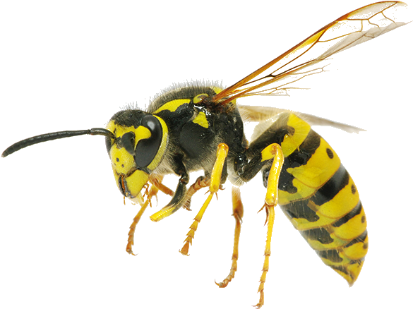 Bee Hornet (700x600), Png Download