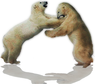 Two Bears Fighting - Toronto (372x337), Png Download