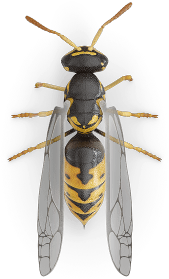 Bee Yellow Jacket (425x600), Png Download
