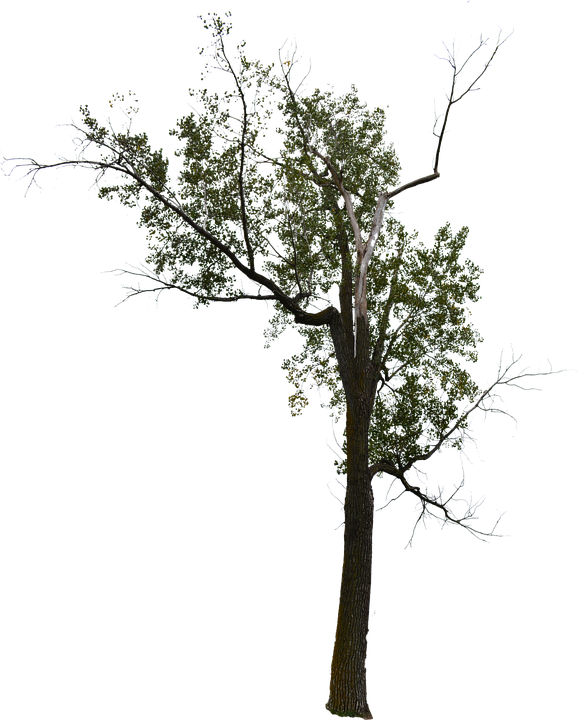 Dead Tree, Dead Tree With No Background, Halloween - Tree (584x720), Png Download