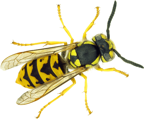 Jamey. Das Kind, Das Zuviel Wußte (511x405), Png Download
