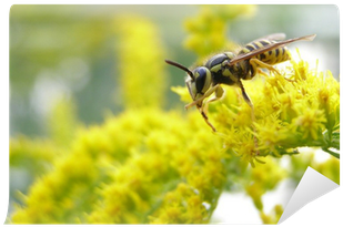 Honeybee (400x400), Png Download