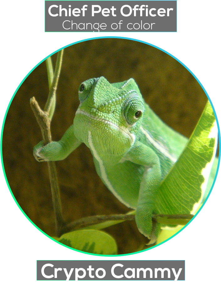 Common Chameleon (1000x1000), Png Download