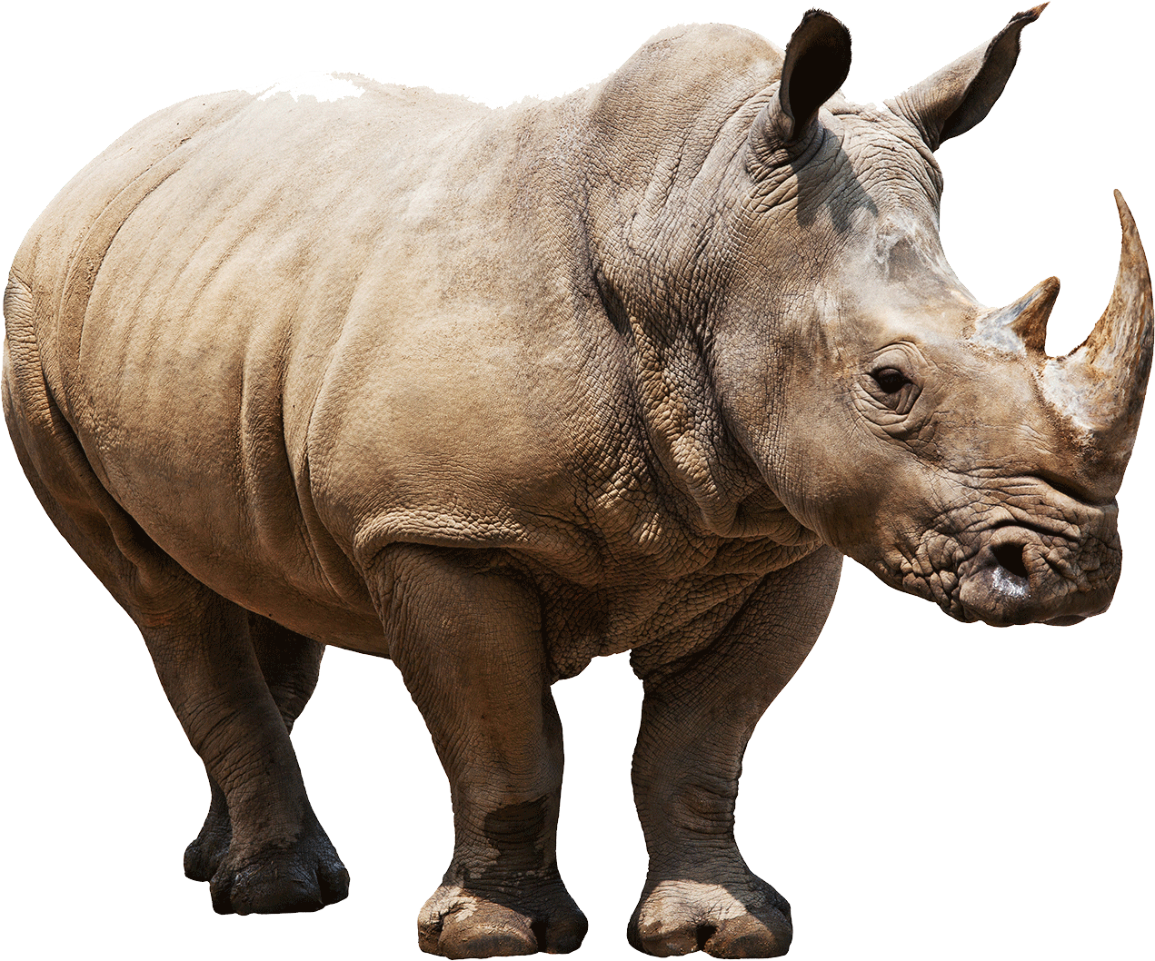 Animals - Rhinoceros - Rhino Png (1271x1058), Png Download