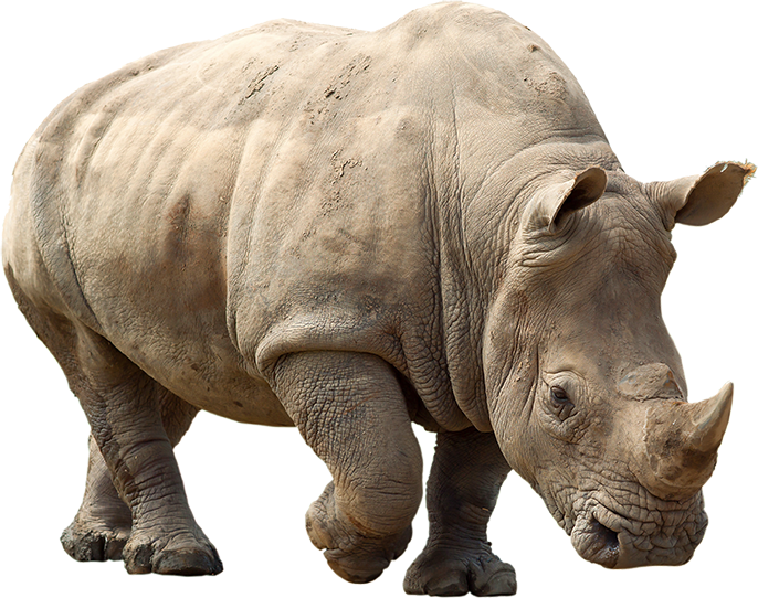 Rhino Png Clipart - Rhino Png (686x542), Png Download