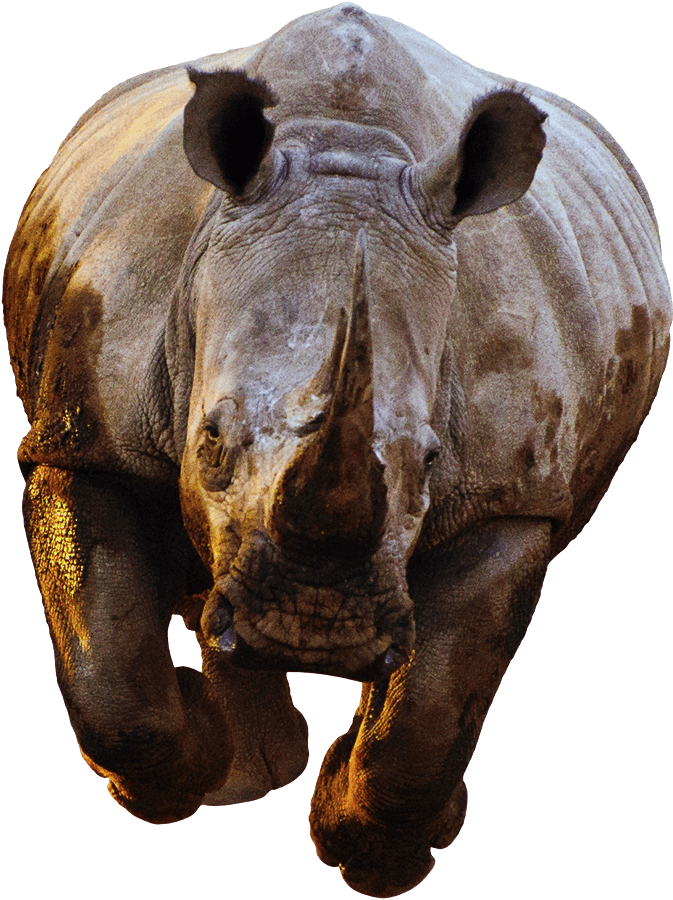 Animals - Rhino Png (743x900), Png Download