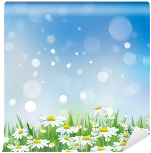 Camomile (400x400), Png Download
