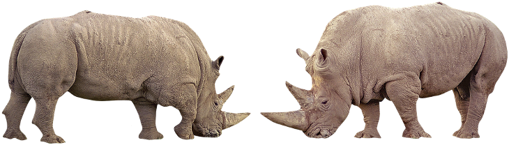 Rhino Rhinoceros Nature Wildanimals Forest - Rhinoceros (754x240), Png Download