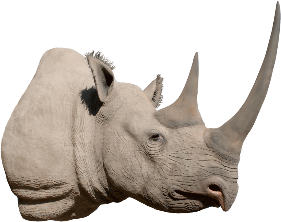 Rhino Png Image Background - Black Rhino Head Png (1191x794), Png Download