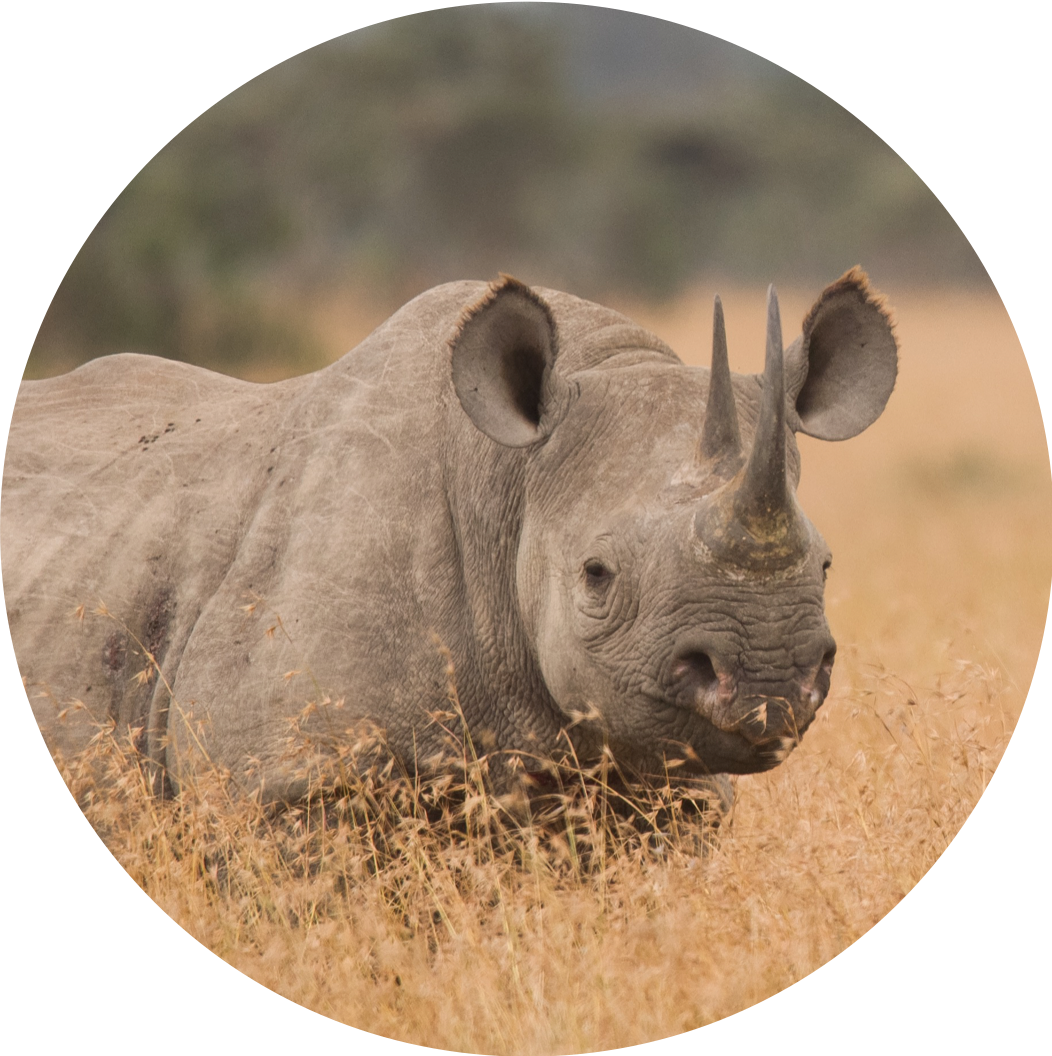 Africa - Culture (1052x1056), Png Download