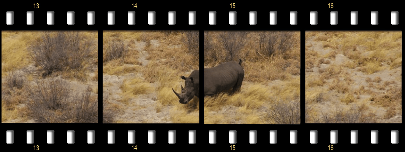 The Rhino Package Film Strip Header Rhino - Black Rhinoceros (1330x500), Png Download