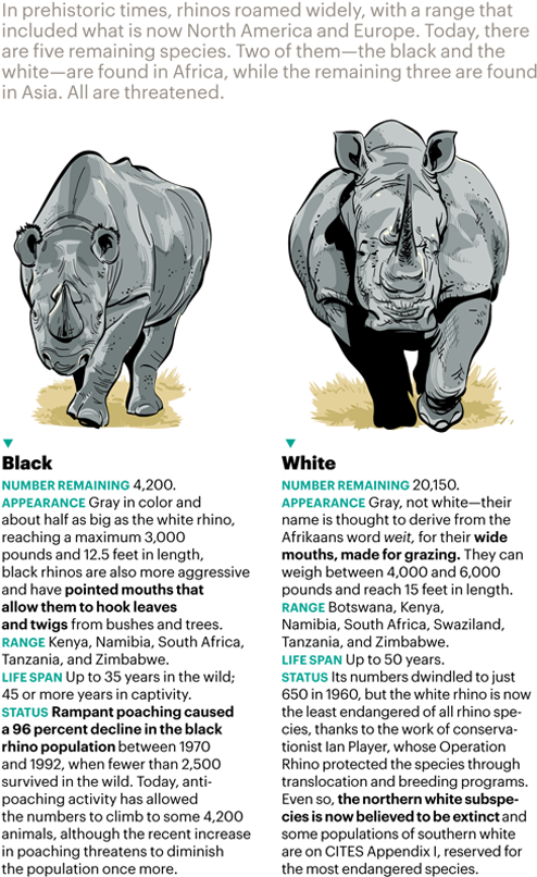 Hunted Almost To Extinction In The Nineteenth Century, - Indian Rhinoceros (506x850), Png Download