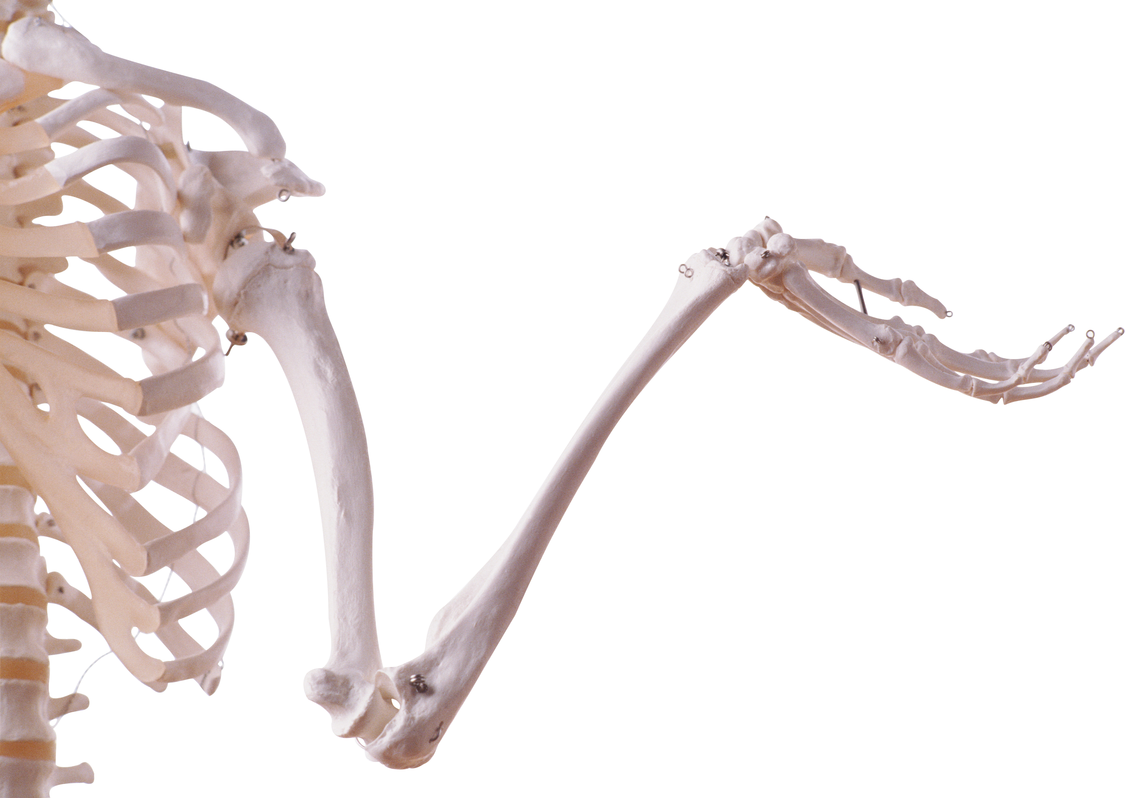 Skeleton Arm Png - Рука Скелета Png (3615x2565), Png Download