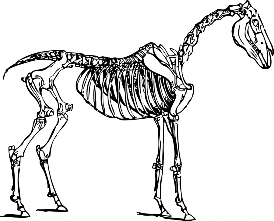 Horse Skeleton Clipart Horse Clip Art - Horse Skeleton Coloring Page (900x725), Png Download