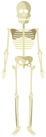 Skeleton (500x500), Png Download