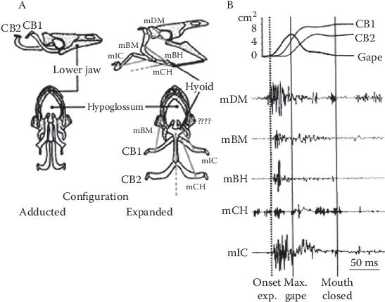 8 Schematic Representation Of The Head Skeleton Of - Sketch (792x463), Png Download