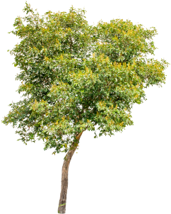 Isolated Trees On White Background, Trees, Isolated, - Tree (360x360), Png Download