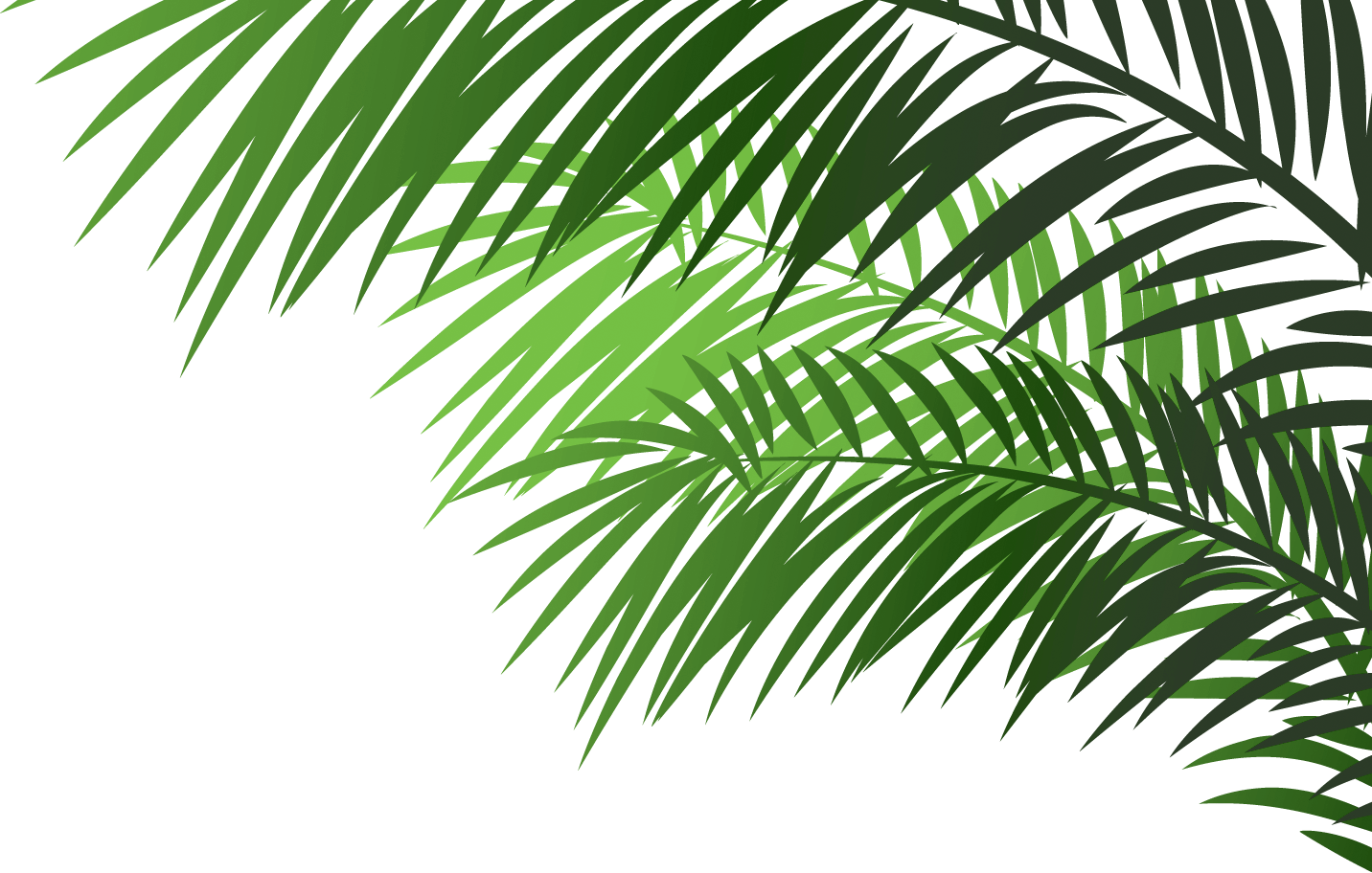 2017 Candy Treasure - Palm Tree Branches On Transparent (1432x912), Png Download