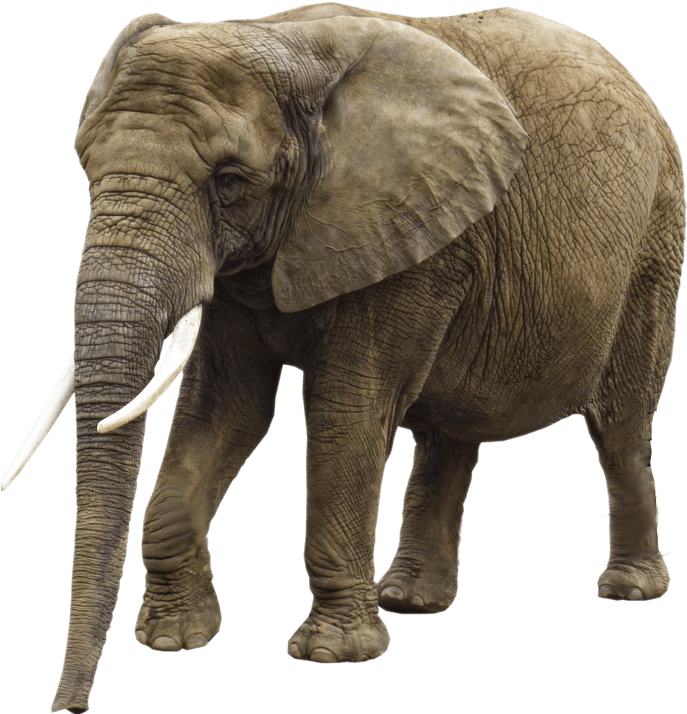 Elephant Transparent Background - African Elephant Transparent Background (800x800), Png Download