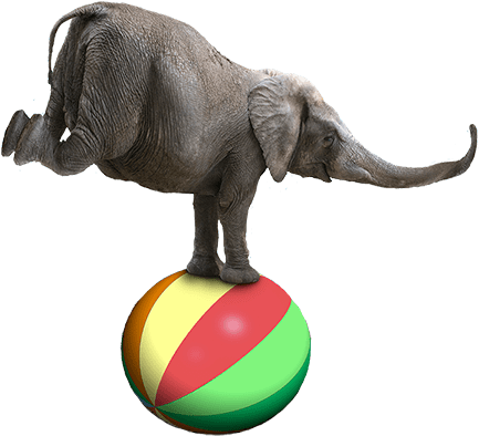 Contact The Shrine Circus - Elephants In The Circus Png (500x408), Png Download