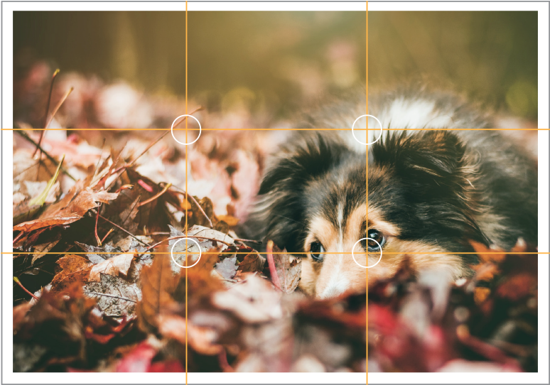 Today, We're Taking A Look At The Rule Of Thirds A - Automne Chat Chien (800x570), Png Download