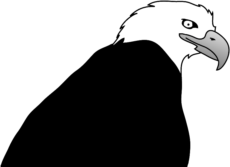 Bald Eagle Clipart - Clip Art (800x582), Png Download
