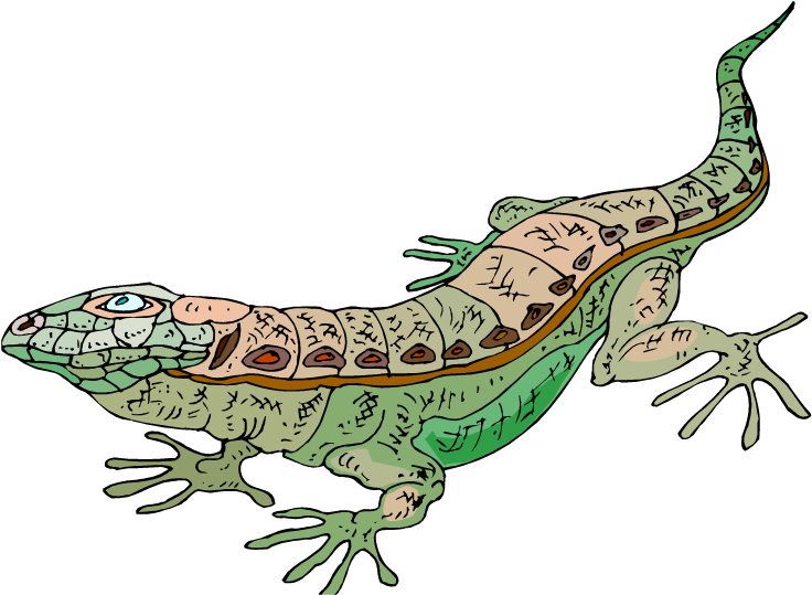 Gecko Clipart Green Lizard - Lagarto De Desierto Png (750x551), Png Download