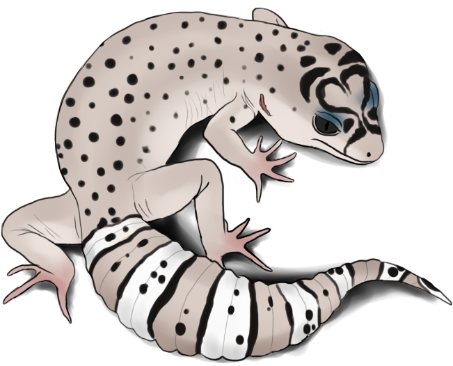 Leopard Gecko Clipart - Leopard Gecko Clip Art (800x600), Png Download