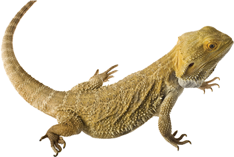 Lizard Clipart Bearded Dragon - Bearded Dragon Clear Background (672x320), Png Download