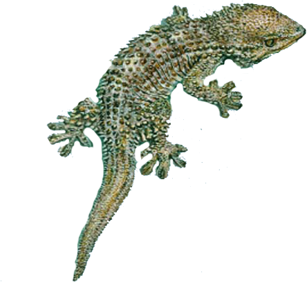 Lizard Png Index Of /ffs R - Gecko Render (500x449), Png Download