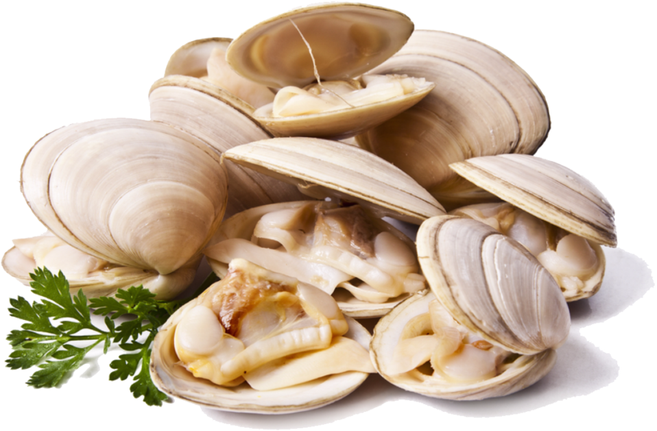 Clams Png File - Clams Png (1024x768), Png Download