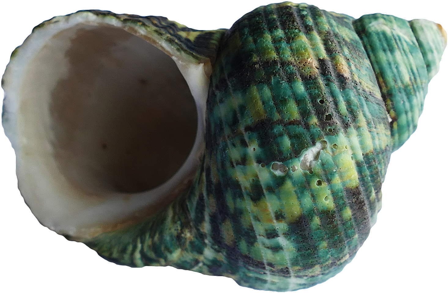 Download Sea Shell Png Transparent Image - Seashell (500x339), Png Download