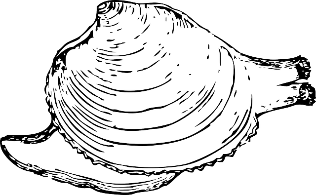 Inside, Protection, Clam, Shell, Mollusk, Quahog, Snail - Quahog Clipart (640x395), Png Download
