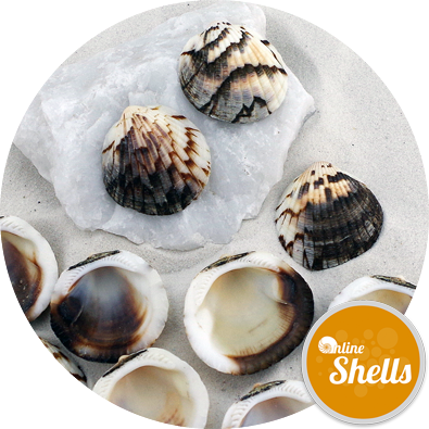 Tawny Owl Clam - Sportswear (395x395), Png Download