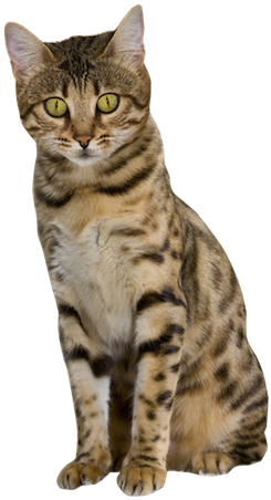 Why Choose A Bengal Cat To Be The Star Of Your Ecard - Transparent Bengal Cat (267x461), Png Download