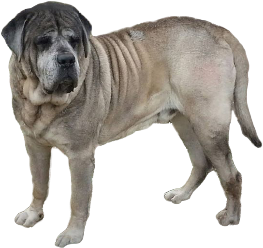 King Blue's Clues - Dogs Mastiff Transparent Background (709x525), Png Download