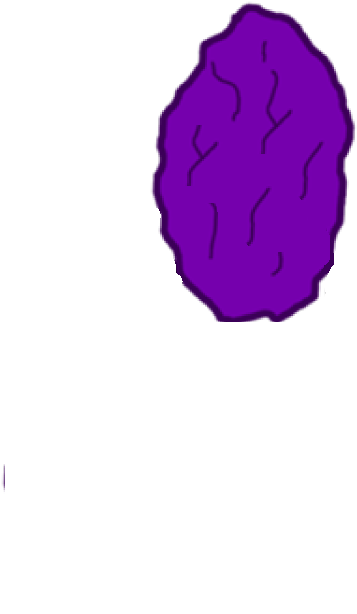 Assets-raisin - Illustration (492x848), Png Download