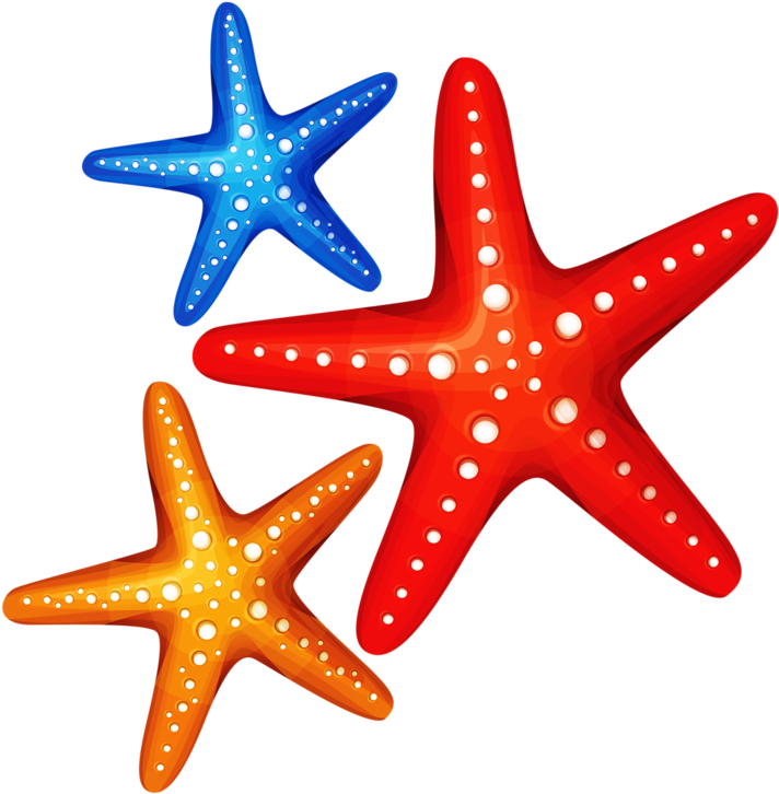 Png Pinterest Clip - Sea Star Cartoon Png (800x796), Png Download