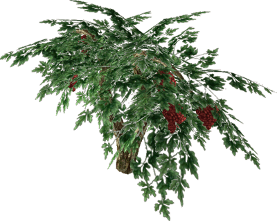 Raisin - Cotoneaster Procumbens Queen Of Carpets (400x320), Png Download