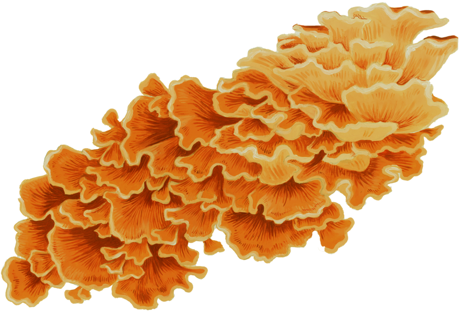 Chicken Of The Woods (1000x711), Png Download